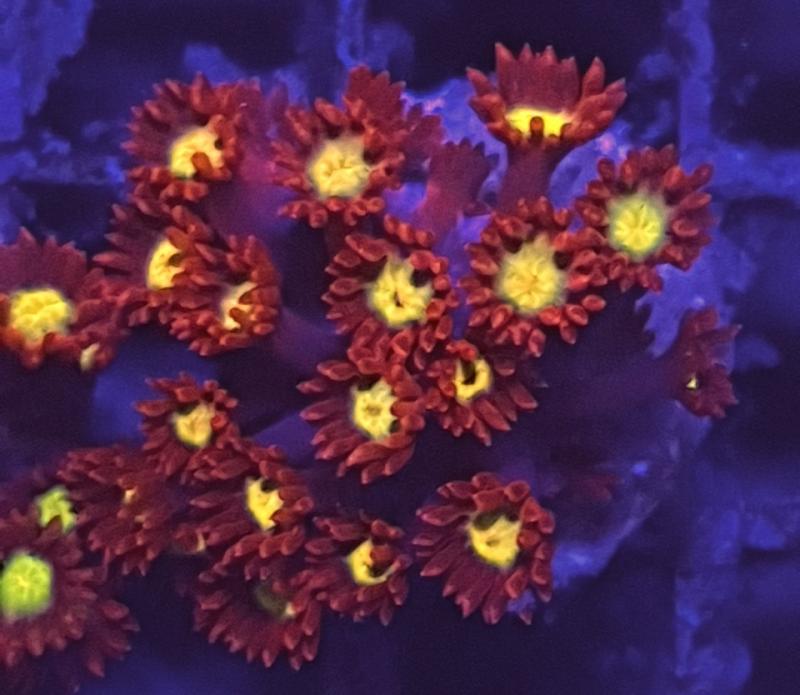 Steinkoralle - Goniopora Red Yellow